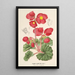 Begonia rosiflora - Charles Antoine Lemaire — cuadro enmarcado en la pared
