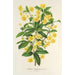 Berberis Hookerii - Charles Antoine Lemaire — vista de la obra