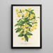 Berberis Hookerii - Charles Antoine Lemaire — cuadro enmarcado en la pared