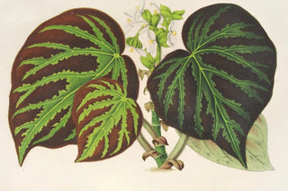 Charles Antoine Lemaire - Bgonia imperialis type.webp