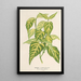 Bignonia picta - Charles Antoine Lemaire — cuadro enmarcado en la pared