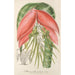 Reproducción del cuadro Billbergia Baraquiniana - Charles Antoine Lemaire