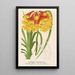 Blandfordia Cunninghamii - Charles Antoine Lemaire — framed artwork on a wall