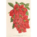 Bougainvillea spectabilis - Charles Antoine Lemaire — vista de la obra