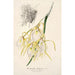 Reproducción del cuadro Brassavola fragrans - Charles Antoine Lemaire