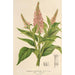 Buddleia curviflora - Charles Antoine Lemaire — artwork view