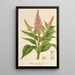 Buddleia curviflora - Charles Antoine Lemaire — framed artwork on a wall