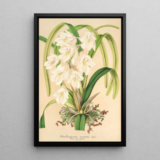 Charles Antoine Lemaire - Burlingtonia venusta.webp