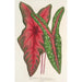 Caladium Baraquinii Troubetzkoy - Charles Antoine Lemaire — vista de la obra