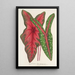 Caladium Baraquinii Troubetzkoy - Charles Antoine Lemaire — cuadro enmarcado en la pared