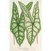 Caladium Belleymei - Charles Antoine Lemaire — vista de la obra