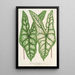 Caladium Belleymei - Charles Antoine Lemaire — cuadro enmarcado en la pared