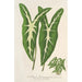 Caladium Lemaireanum - Charles Antoine Lemaire — artwork view