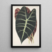 Reproduction of the painting Caladium Lowii - Charles Antoine Lemaire
