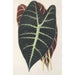 Reproduction of the painting Caladium Lowii - Charles Antoine Lemaire