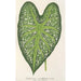 Caladium mirabile - Charles Antoine Lemaire — vista de la obra