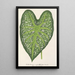 Caladium mirabile - Charles Antoine Lemaire — cuadro enmarcado en la pared
