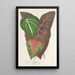 Reproduction of the painting Caladium varits - Charles Antoine Lemaire