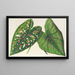 Caladium, new varieties or species of - Charles Antoine Lemaire — framed artwork on a wall