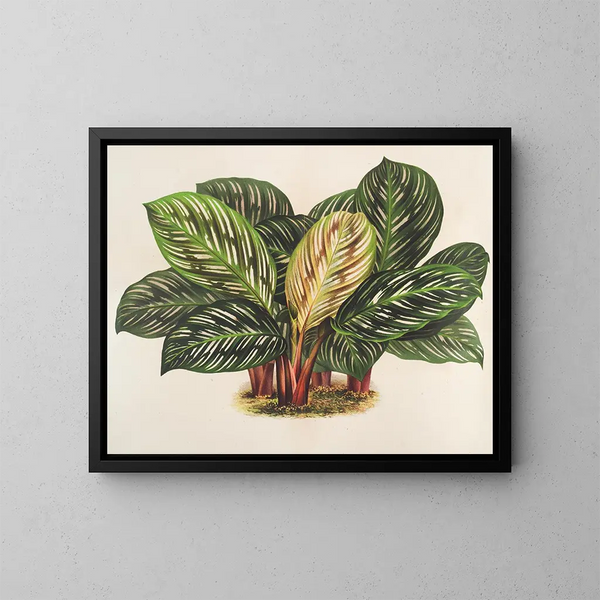 Calathea Maranta hiéroglyphique - Charles Antoine Lemaire — cuadro enmarcado en la pared