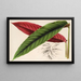 Calathea Maranta nigrocostata - Charles Antoine Lemaire — framed artwork on a wall