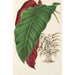 Calathea arrecta - Charles Antoine Lemaire — vista de la obra