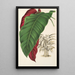 Calathea arrecta - Charles Antoine Lemaire — cuadro enmarcado en la pared