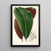 Calathea pacifica - Charles Antoine Lemaire — vista de la obra