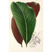 Calathea pacifica - Charles Antoine Lemaire — cuadro enmarcado en la pared