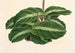 Calathea undulata - Charles Antoine Lemaire — vista de la obra