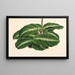 Calathea undulata - Charles Antoine Lemaire — cuadro enmarcado en la pared
