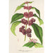Reproducción del cuadro Callicarpa purpurea - Charles Antoine Lemaire
