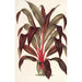 Reproduction of the painting Calodracon terminalis var Moorei - Charles Antoine Lemaire