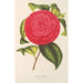 Camellia Adriana - Charles Antoine Lemaire — artwork view
