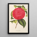 Camellia Adriana - Charles Antoine Lemaire — framed artwork on a wall
