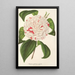 Reproduction of the painting Camellia Angelo Cocchi - Charles Antoine Lemaire