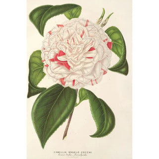 Charles Antoine Lemaire - Camellia Angelo Cocchi.webp