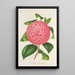 Camellia Baron de Vrière - Charles Antoine Lemaire — framed artwork on a wall