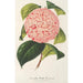 Camellia Bella Romana - Charles Antoine Lemaire — vista de la obra