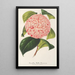 Camellia Bella Romana - Charles Antoine Lemaire — cuadro enmarcado en la pared