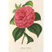 Camellia Clodia - Charles Antoine Lemaire — artwork view