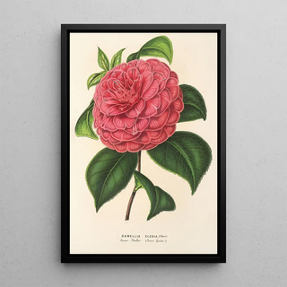 Charles Antoine Lemaire - Camellia Clodia.webp