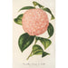 Reproducción del cuadro Camellia Comte de Toll - Charles Antoine Lemaire