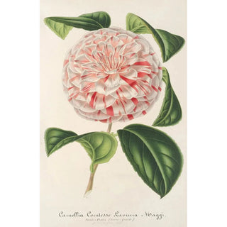 Charles Antoine Lemaire - Camellia Comtesse Lavinia Maggi.webp