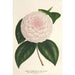 Camellia Constantin Trtiakoff hybrid - Charles Antoine Lemaire — artwork view