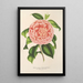 Reproduction of the painting Camellia Contessa Pasolini - Charles Antoine Lemaire