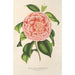 Reproduction of the painting Camellia Contessa Pasolini - Charles Antoine Lemaire