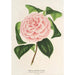 Camellia Contessa Tozzoni - Charles Antoine Lemaire — vista de la obra