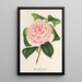 Camellia Contessa Tozzoni - Charles Antoine Lemaire — cuadro enmarcado en la pared