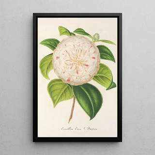 Charles Antoine Lemaire - Camellia Cora L Barton.webp